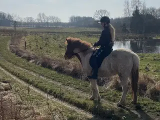 4 års sød og nem vallak 