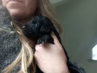 Allergivenlige labradoodle hvalpe 