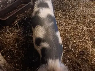 Gl Dansk landrace so