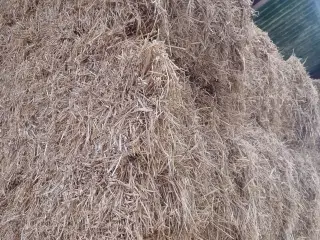 Vårbyg halm minibig