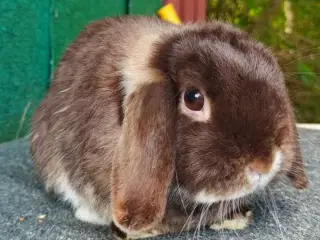 Minilop