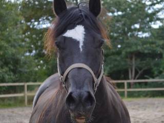 Welsh cob hoppe af prima kvalitet