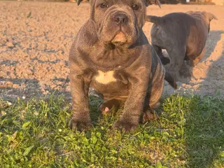 Staffordshire/Old English Bulldog 