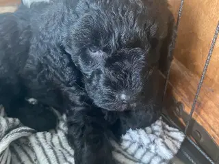 Skønne Doodle hvalpe søger skønne hjem