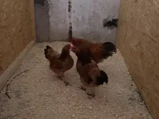 Dværg Høns 