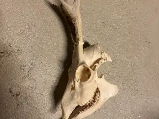 Genladning - Kugler - projektiler