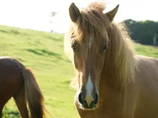 Islænder Hingst fra 2023 med store bevægelser 