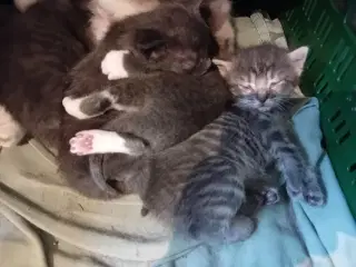 Kattekillinger