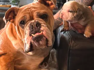 English bulldog