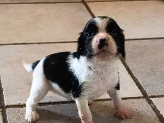 FT Springer spaniel