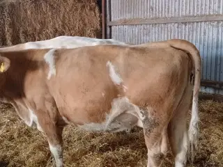 2 simmentaler køer med kalve 