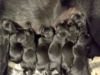 F1 labrador/Fox-Red labrador hvalpe