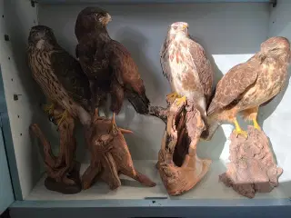 Rovfugle samling til salg.