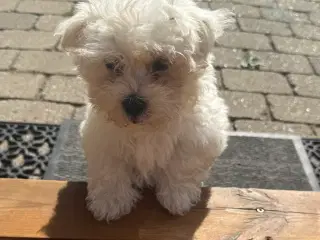 Bishon Maltese 
