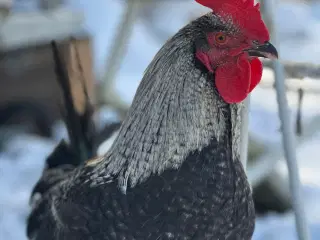 Farveægger unghane søger nyt hjem 🐓