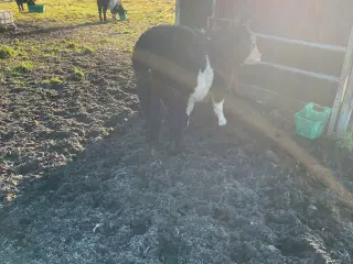 Galloway x herford kvie.