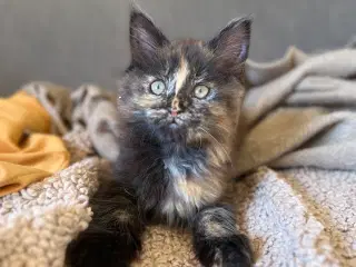 Maine coon killing