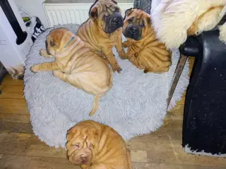 8 uger. Shar Pei hvalpe DKK Stamtavle 