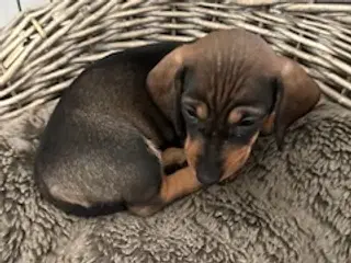 Ruhåret dværggravhunde, hvalpe
