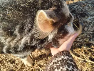 Kune Kune grise bortgives