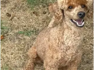 Skøn mellem puddel dreng