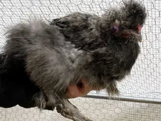 GRATIS Dværg silkehane / FREE Dwarf Silkie Rooster