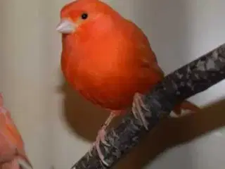 Rød kanarie fugl han købes
