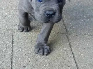 Cane Corso Italiano hvalp 