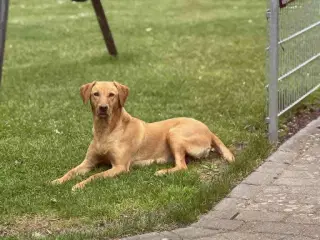 Labrador retriever hvalpe med stamtavle.
