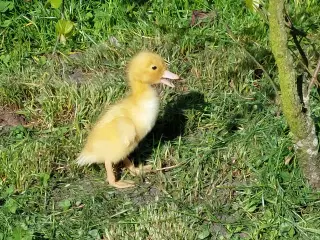 Ænder gæs ællinger og gæslinger købes..