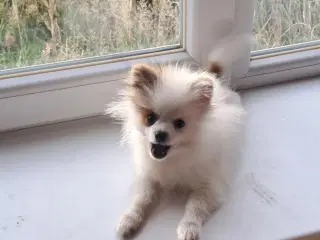 Pommeranian hvalp 1 dreng til bage  m stambog