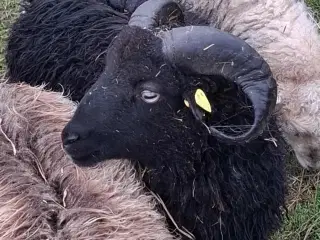 Skøn Ouessant vædder