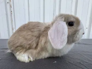 Dværgvædder/Mini lop hunkanin