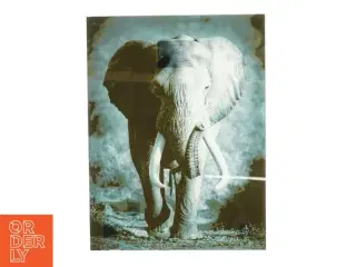 Glasramme med elefant billede (str. 54 x 41 cm)
