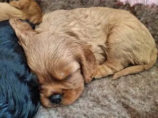 Cavalier King Charles hvalpe