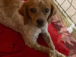 Amy søger et trygt hjem