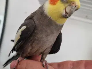 3 nymfeparakitter m bur