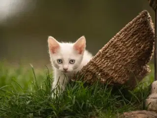 Maincoon blanding