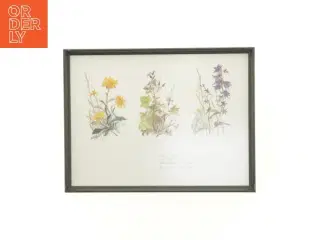 Indrammet botanisk illustration (str. 40 x 30,5 cm)