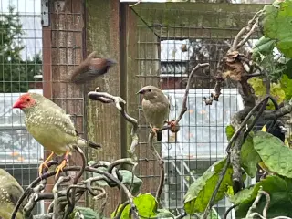 Sivastrildunger sælges