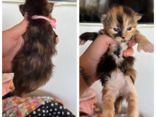 Maine Coon bl. ALLE POLY