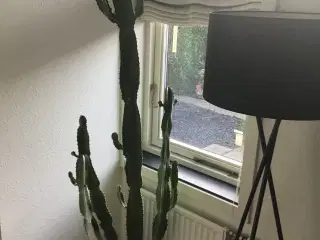 Kaktus 195cm skal afhentes i Viborg 