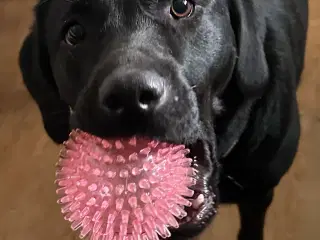Søger gul el fox rød labbe hanhund