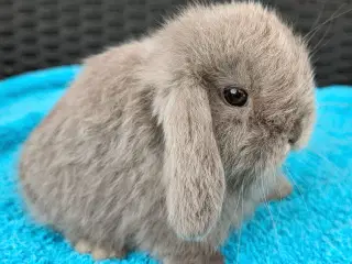 Minilop kaninunge sælges 