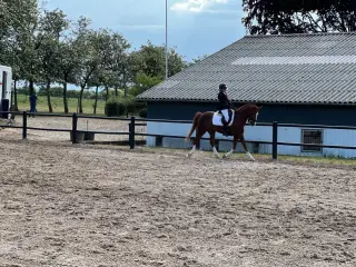 Hest eller pony søges