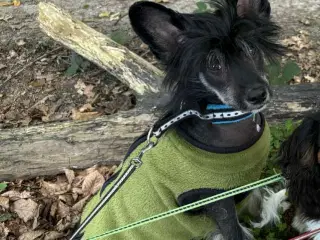 Chinese crested hanhund med dkk stamtavle 