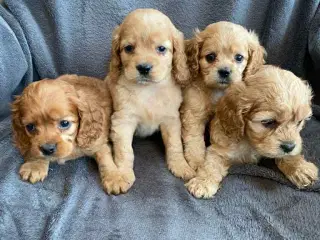Ægte Cocker Poo