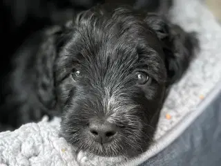 Sort Mini Doodle (Goldendoodle)
