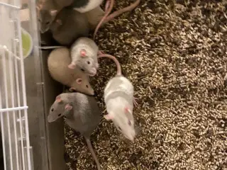 Mus og rotter