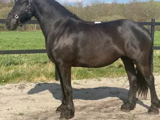 Smuk barock frieser hoppe  